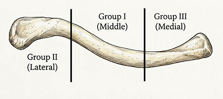 the bones of the upper extremity with the clavicle labeled