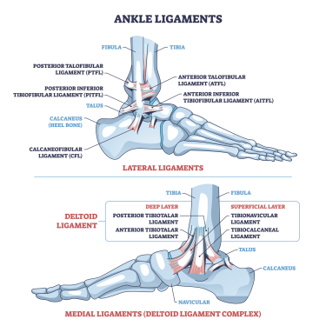 Figure 1. The ligaments of the ankle. The top image shows the lateral (outside) ligaments and the syndesmotic ligaments that hold the tibia and fibula together.