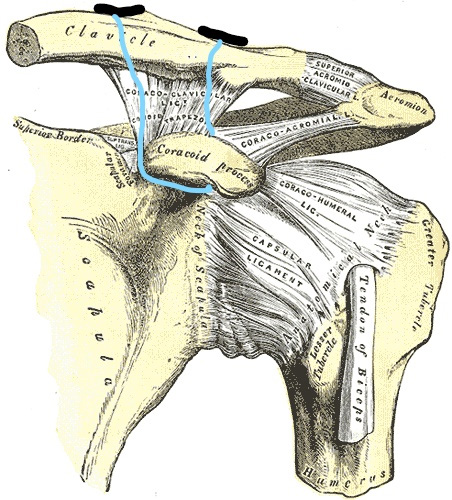 Daily Sports Medicine-pic