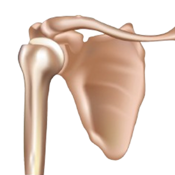 Figure 1. Bone of the shoulder including the clavicle 
