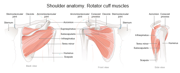Figure 2. Rotator cuff muscles of the shoulder