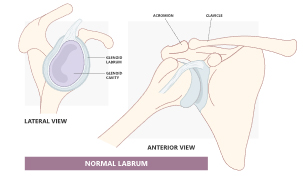 Figure 3. Shoulder labrum and biceps tendon