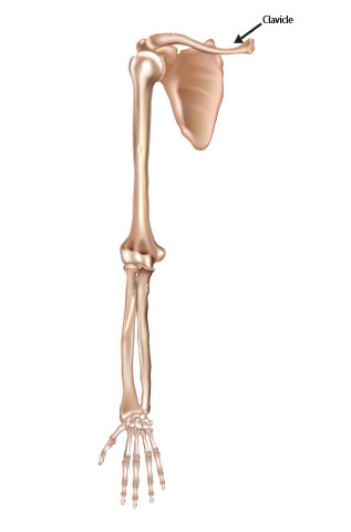 the bones of the upper extremity with the clavicle labeled